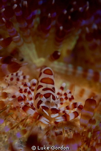 Coleman shrimp in Bali! by Luke Gordon 